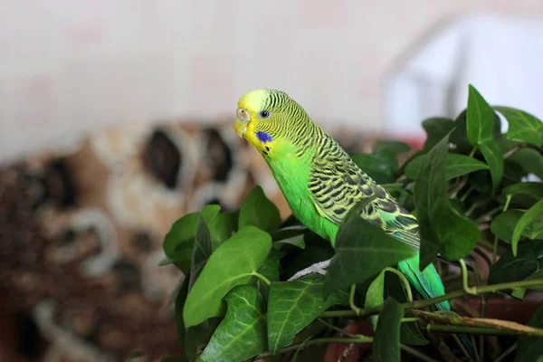 Wavy Parrot Sits Plants — Stock Photo, Image