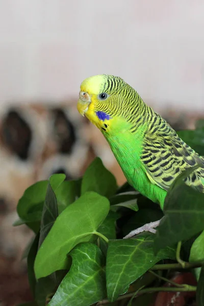 Papoušek Vlnitý Sedí Mezi Rostlinami — Stock fotografie
