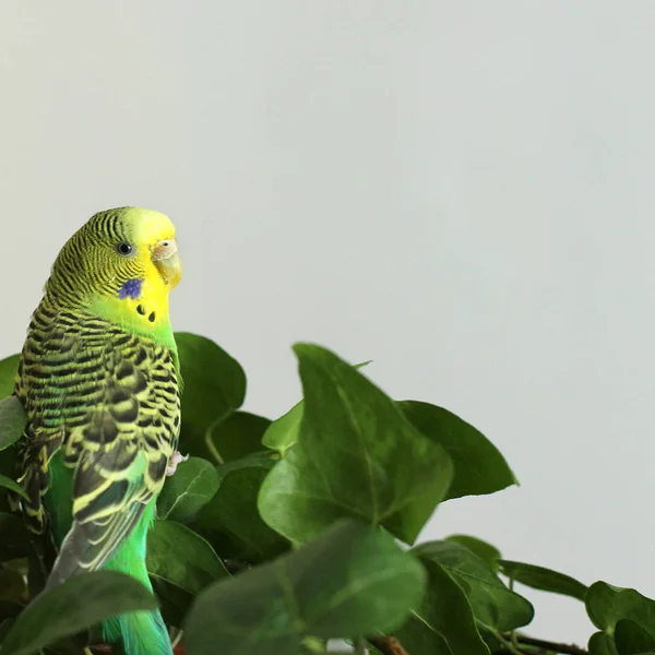 Perroquet Ondulé Est Assis Parmi Les Plantes — Photo