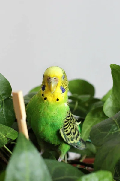 Perroquet Ondulé Est Assis Parmi Les Plantes — Photo