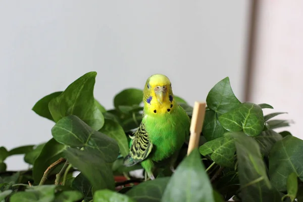 Papoušek Vlnitý Sedí Mezi Rostlinami — Stock fotografie