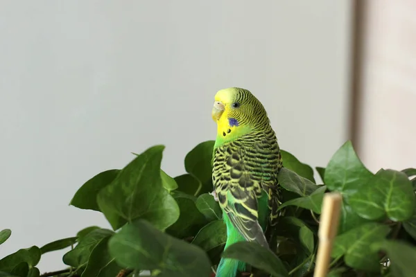 Loro Ondulado Sienta Entre Las Plantas — Foto de Stock