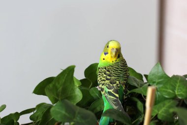Dalgalı papağan bitkiler arasında oturur