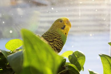 Dalgalı papağan bitkiler arasında oturur