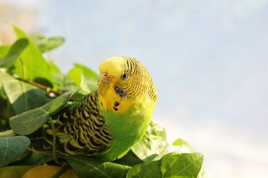 The wavy parrot sits among plants clipart