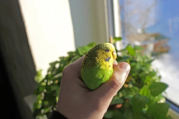 Loro Ondulado Sienta Una Mano —  Fotos de Stock