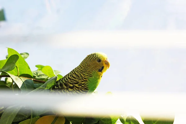 Papagalul Ondulat Stă Printre Plante — Fotografie, imagine de stoc