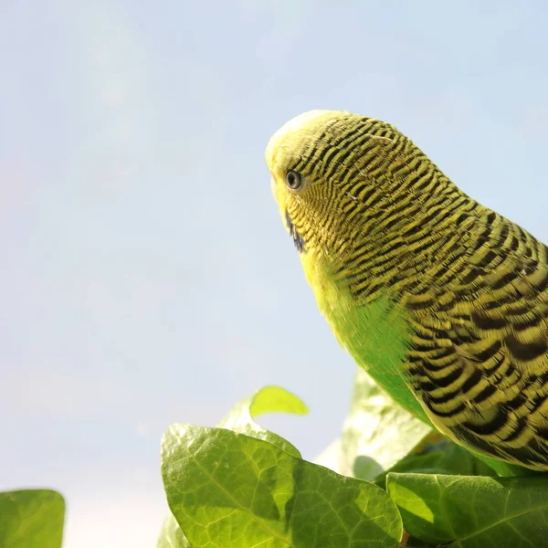 Perroquet Ondulé Est Assis Parmi Les Plantes — Photo