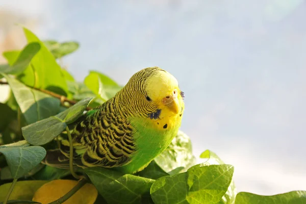 Κυματιστό Παπαγάλος Κάθεται Μεταξύ Των Φυτών — Φωτογραφία Αρχείου