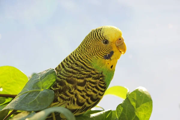 Loro Ondulado Sienta Entre Las Plantas —  Fotos de Stock