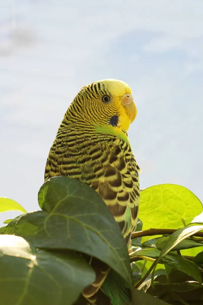Hullámos Papagáj Között Növények — Stock Fotó