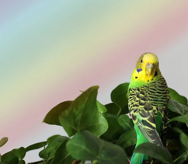 Loro Ondulado Sienta Entre Las Plantas —  Fotos de Stock