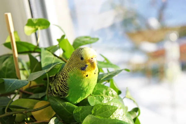 Loro Ondulado Sienta Entre Las Plantas —  Fotos de Stock