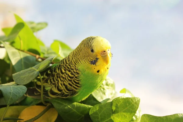 Papagaio Ondulado Senta Entre Fábricas — Fotografia de Stock