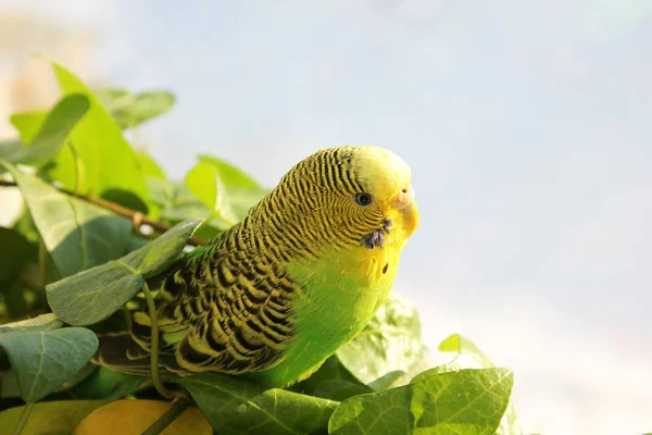 Loro Ondulado Sienta Entre Las Plantas —  Fotos de Stock