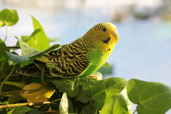 Loro Ondulado Sienta Entre Las Plantas —  Fotos de Stock