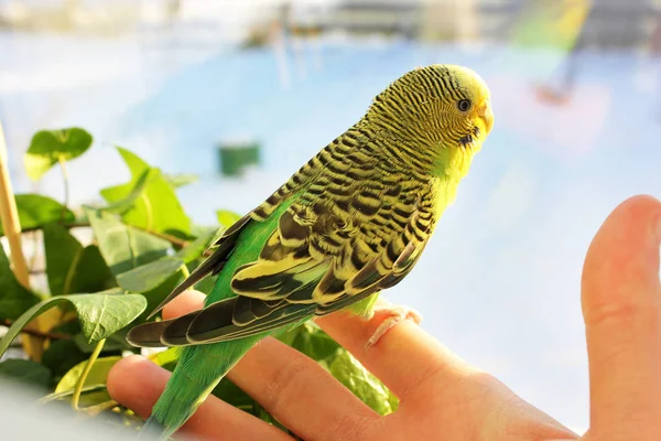 Wavy Parrot Sits Hand — Stock Photo, Image