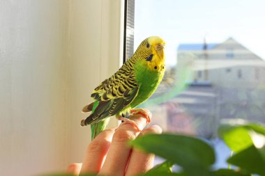 Dalgalı papağan yakın çekim