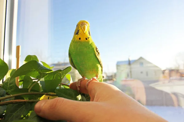 Golvende Papegaai Close — Stockfoto