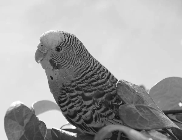 Papagaio Ondulado Perto — Fotografia de Stock