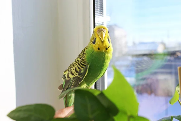 Papoušek Vlnitý Zblízka — Stock fotografie