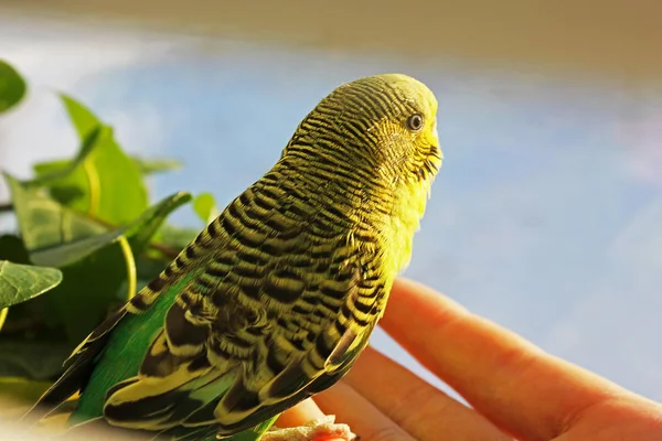 Loro Ondulado Cerca — Foto de Stock