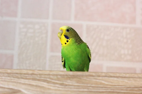 セキセイインコ 緑の鸚鵡鳥 — ストック写真