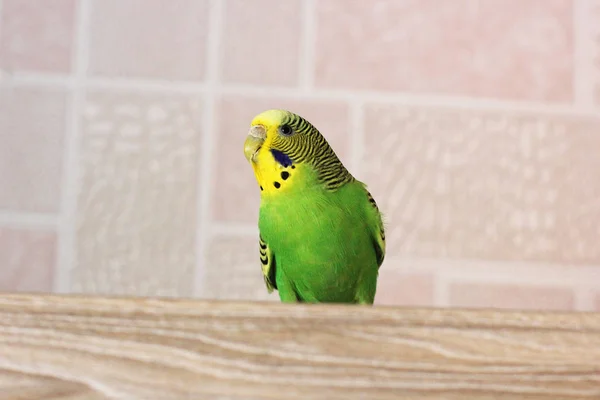 Grasparkiet Groene Papegaai Vogel — Stockfoto