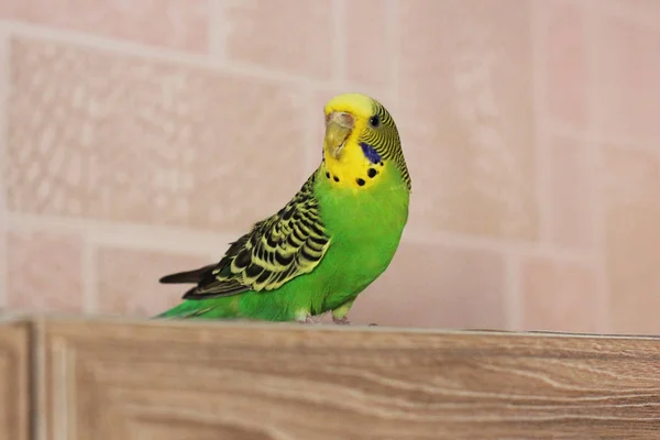 Budgerigar Pássaro Papagaio Verde — Fotografia de Stock