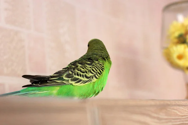 Budgerigar. Green parrot bird