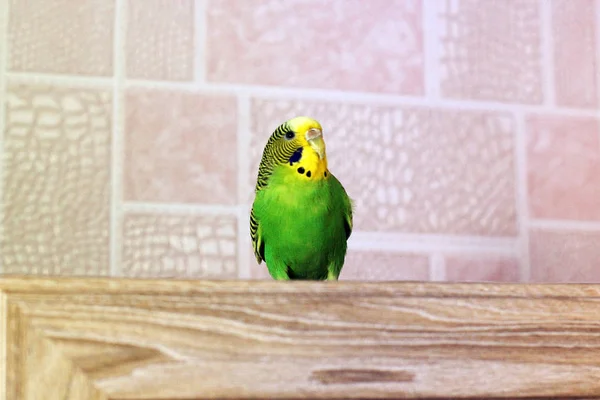 セキセイインコ 緑の鸚鵡鳥 — ストック写真