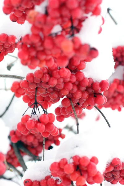 雪の中でガマズミ属の木 美しい冬 — ストック写真