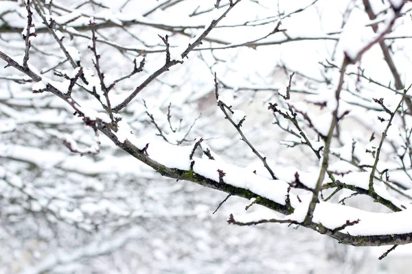 Äste Schnee — Stockfoto