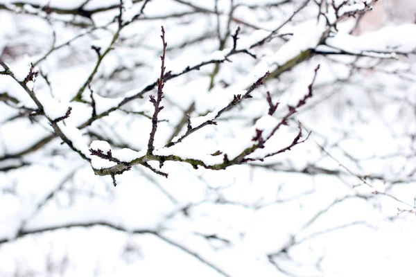 Äste Schnee — Stockfoto