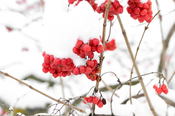 Inverno Congelado Viburnum Sob Neve Viburnum Snow Primeira Neve — Fotografia de Stock