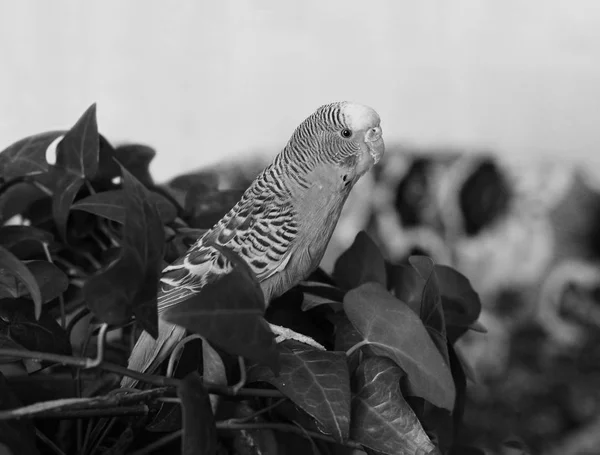 Папуга Крупним Планом Чорно Біле Фото — стокове фото