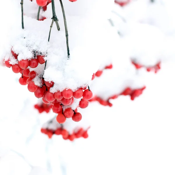 Inverno Congelado Viburnum Sob Neve Viburnum Snow Primeira Neve — Fotografia de Stock