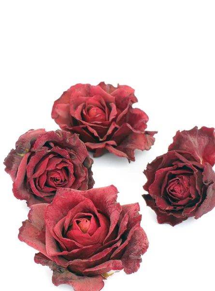 Dried Roses White Background — Stock Photo, Image