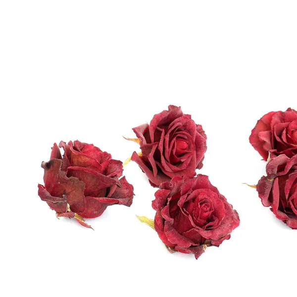 Αποξηραμένα Τριαντάφυλλα Λευκό Φόντο — Φωτογραφία Αρχείου