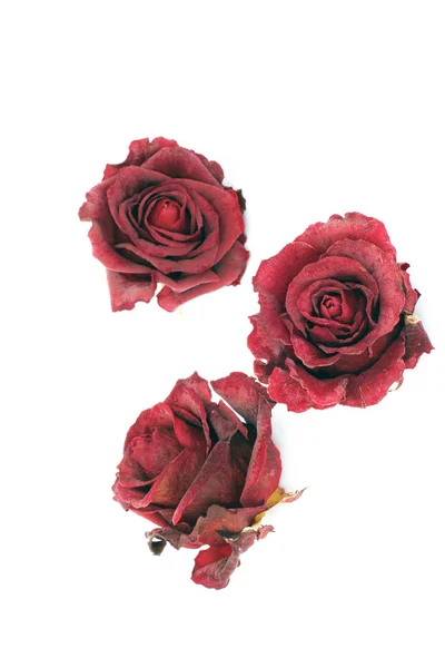 Сушеные Розы Белом Фоне — стоковое фото
