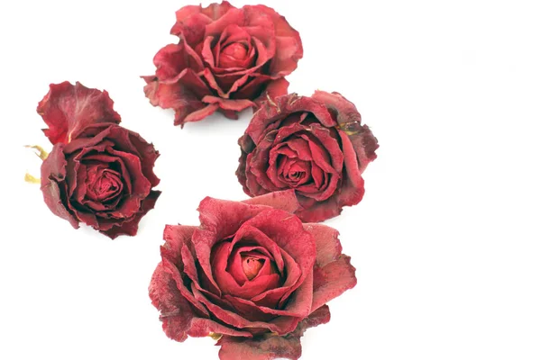 Сушеные Розы Белом Фоне — стоковое фото