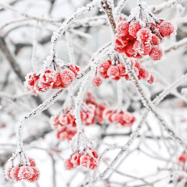 Kış kartopu. Kalina karda. Güzel kış. İlk frost