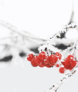 Kış kartopu. Kalina karda. Güzel kış. İlk frost