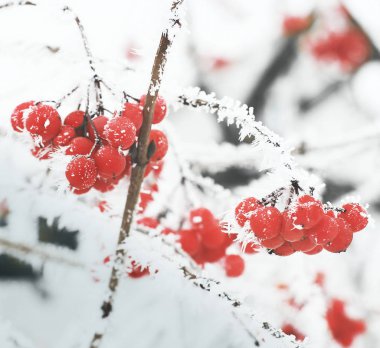 Kış kartopu. Kalina karda. Güzel kış. İlk frost