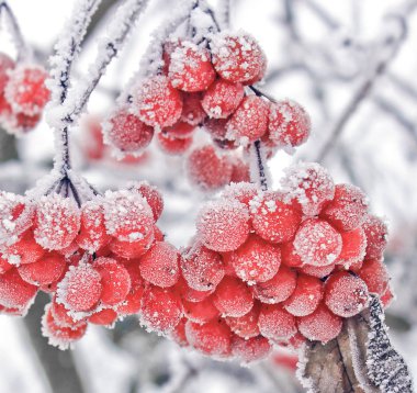 Kış kartopu. Kalina karda. Güzel kış. İlk frost