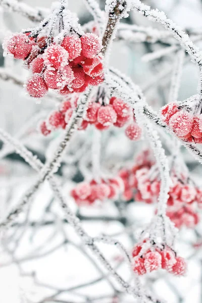 Viburno Inverno Kalina Neve Belo Inverno Primeira Geada — Fotografia de Stock