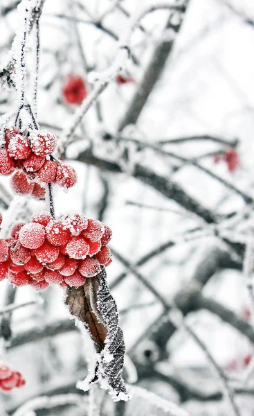 冬ガマズミ属の木 雪の中でカリーナ 美しい冬 最初の霜 — ストック写真