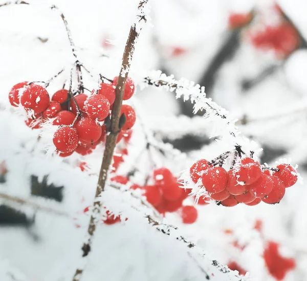 冬ガマズミ属の木 雪の中でカリーナ 美しい冬 最初の霜 — ストック写真