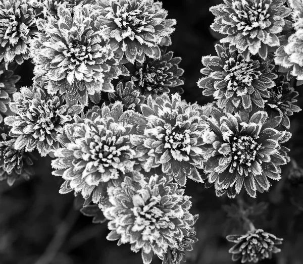 Chrysanthemums in frost. Flowers in the winter. Black and white photo