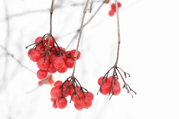 Winter Viburnum Beautiful Winter — Stock Photo, Image